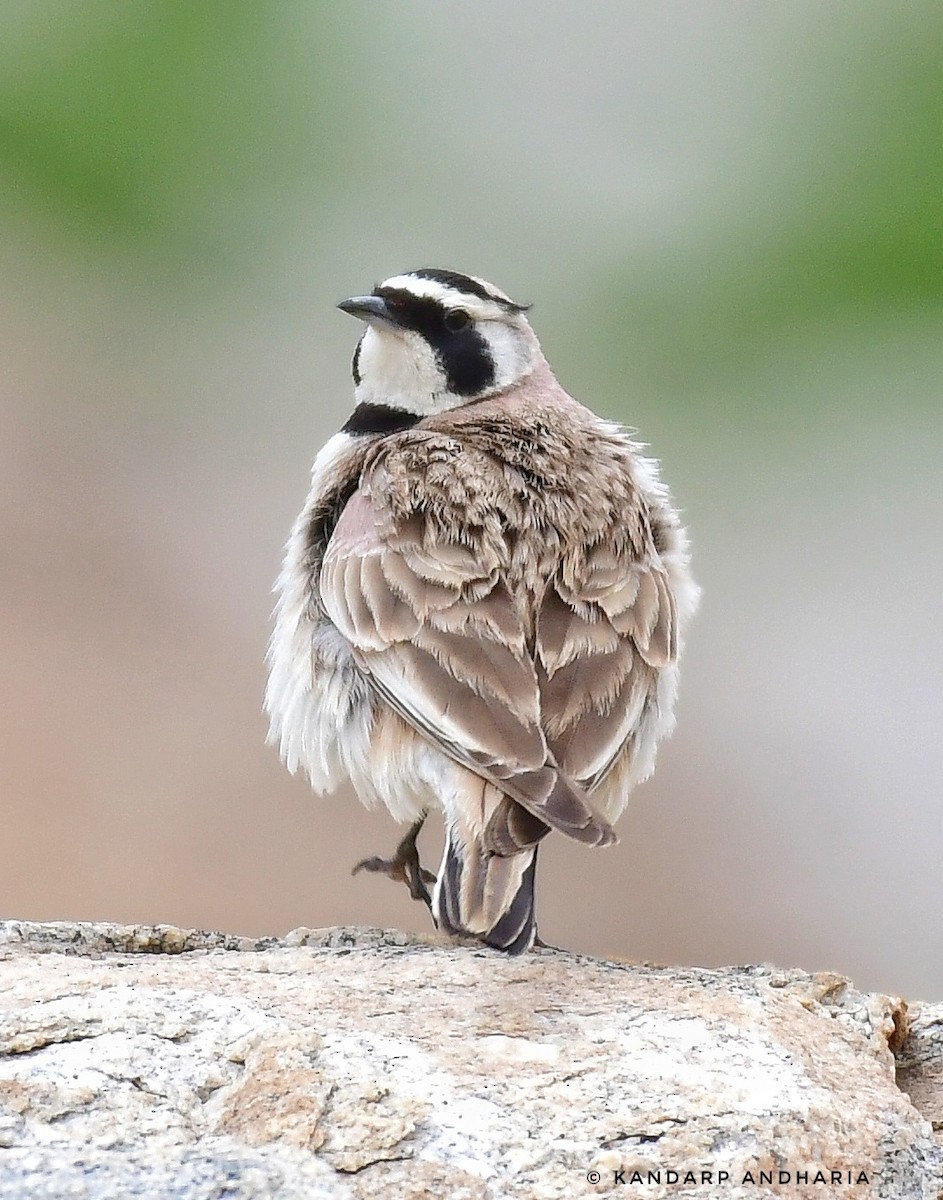 Horned Lark - Kandarp  Andharia