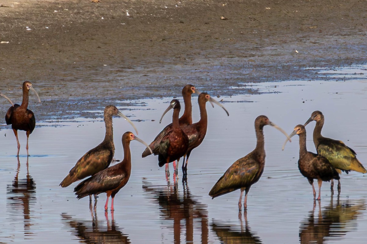 Glossy Ibis - ML592857011