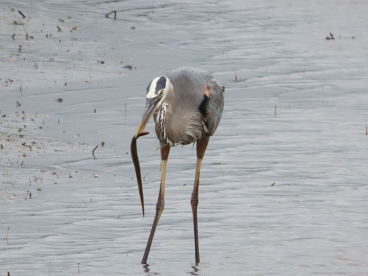 Great Blue Heron - ML592857061