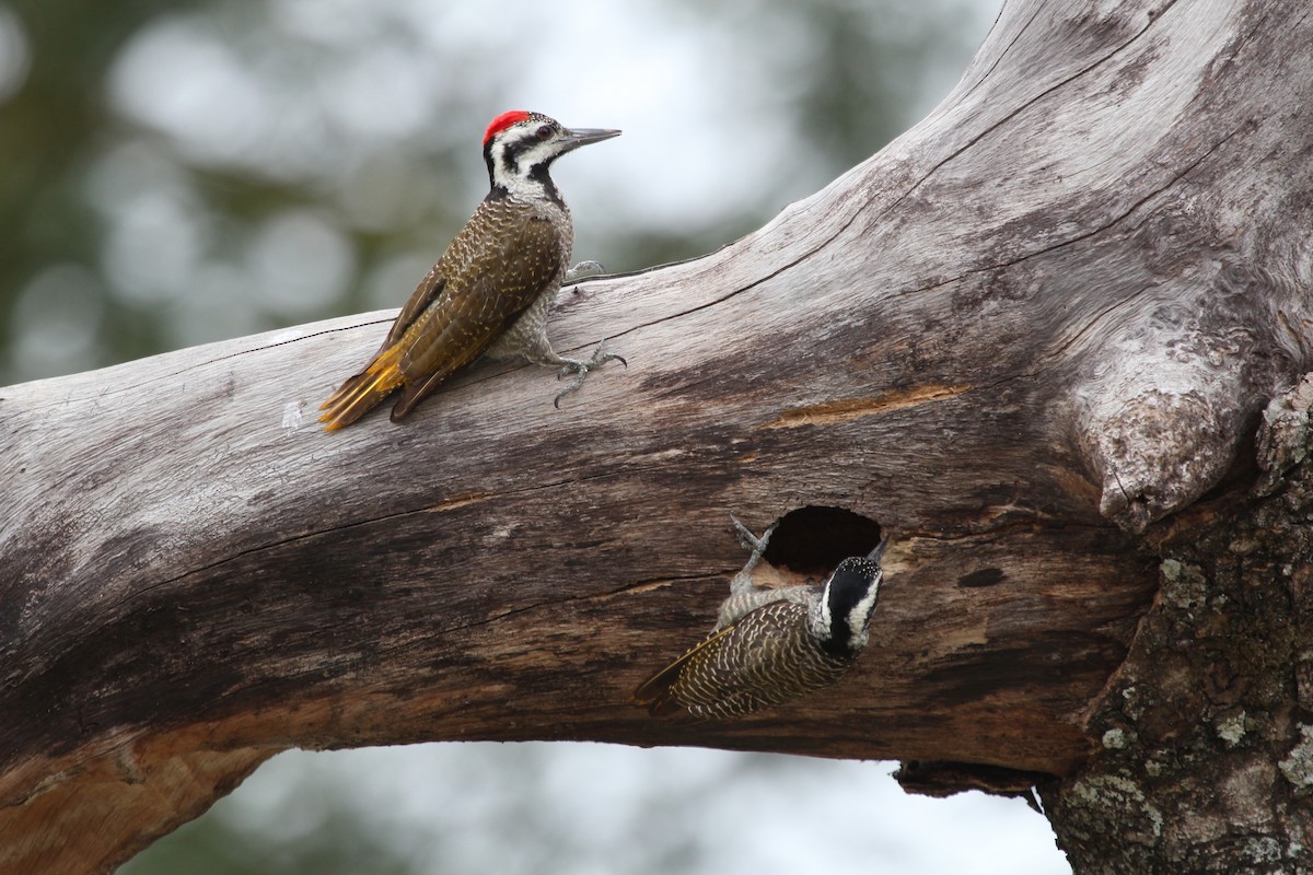 Bearded Woodpecker - ML592857091