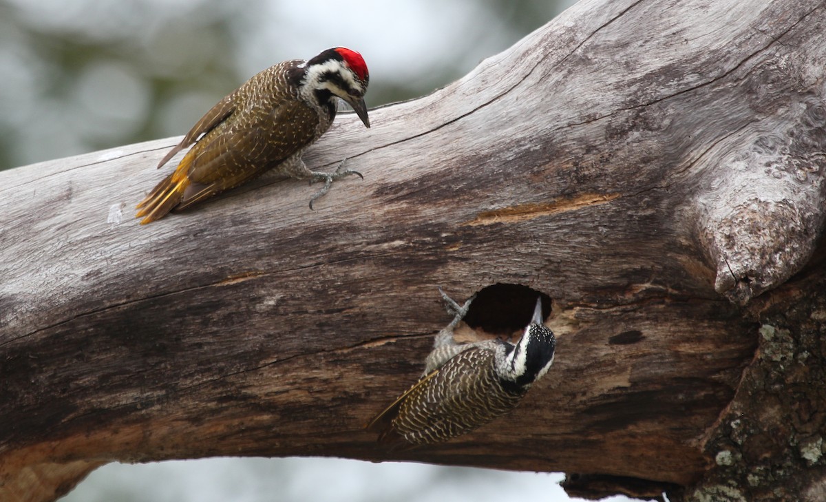 Bearded Woodpecker - ML592857111