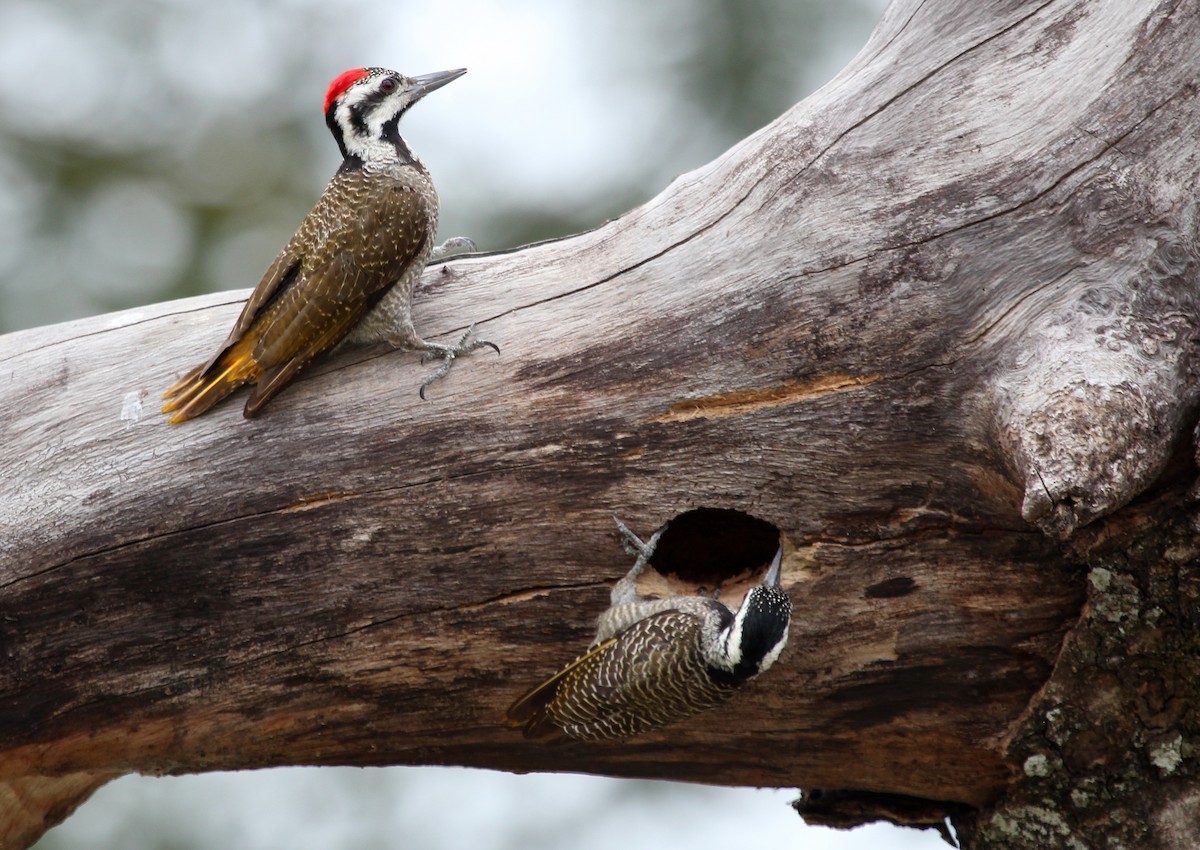 Bearded Woodpecker - ML592857121