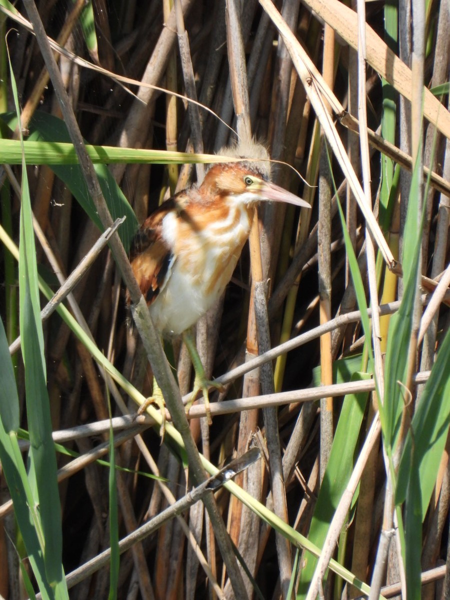 Least Bittern - ML592857681