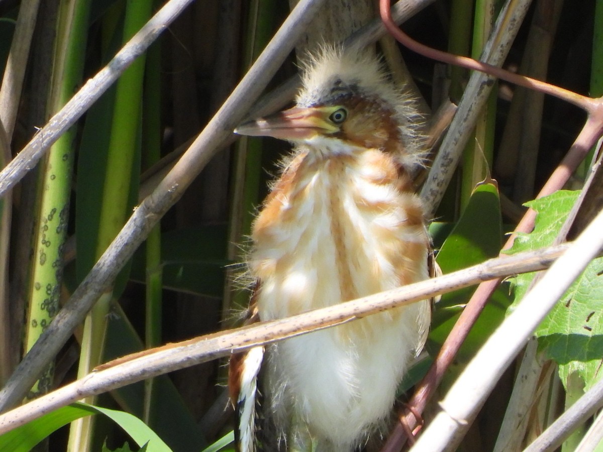 Least Bittern - ML592857691