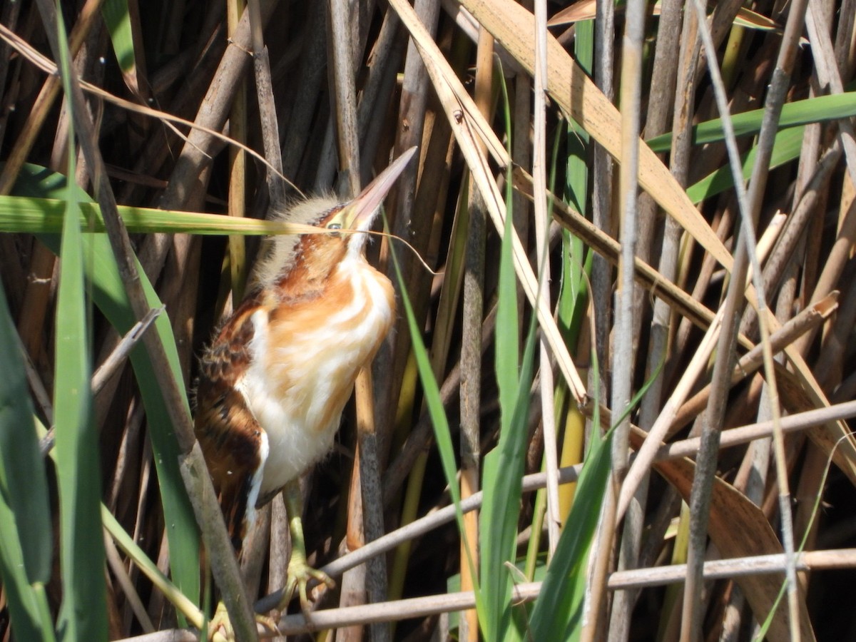 Least Bittern - ML592857701