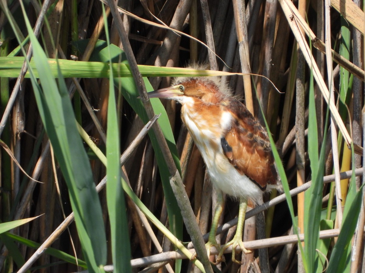 Least Bittern - ML592857711