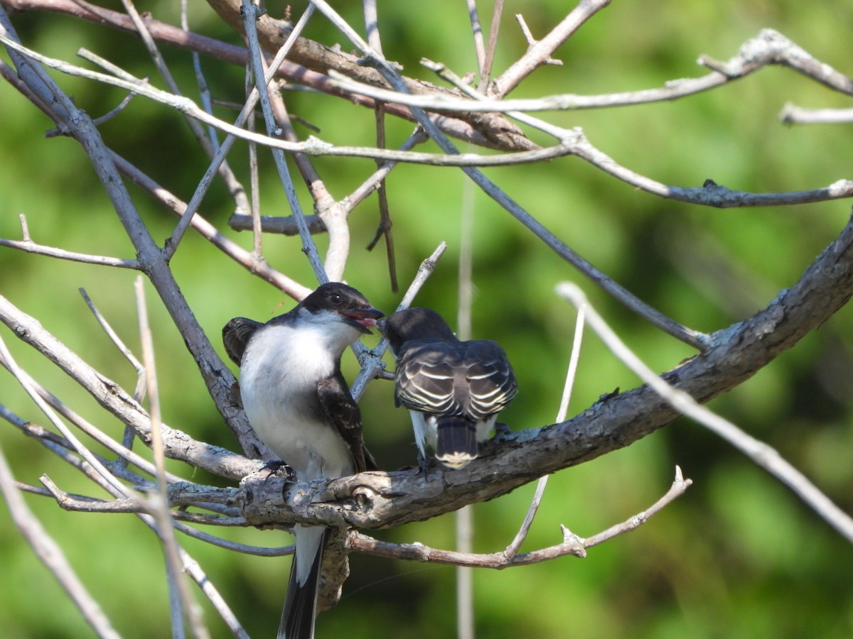 Eastern Kingbird - Alyssa Rod