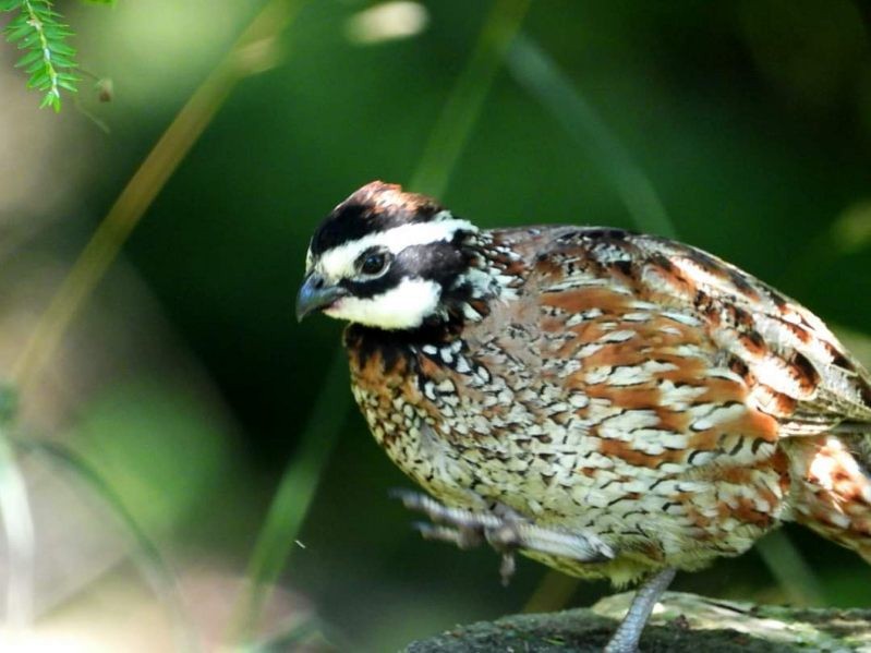 Northern Bobwhite - ML592858231