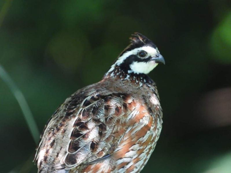 Northern Bobwhite - ML592858241