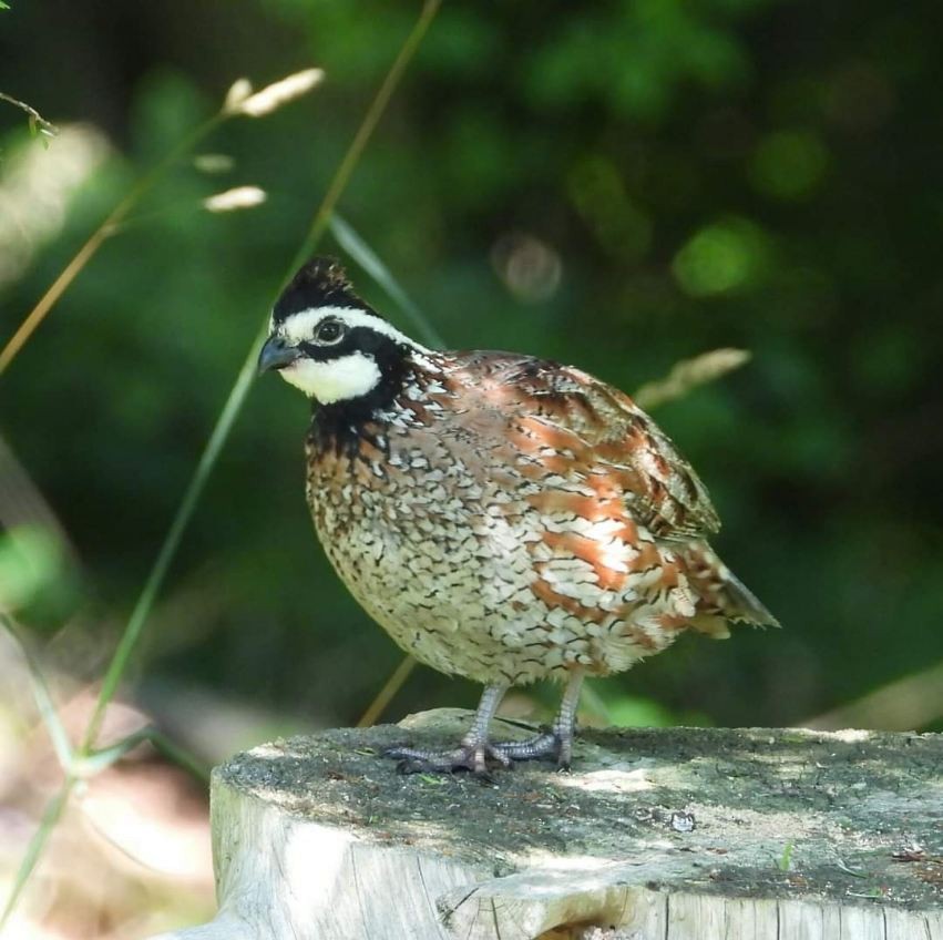 Northern Bobwhite - Lori  McCollister