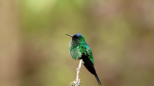 Violet-capped Woodnymph - ML592858551