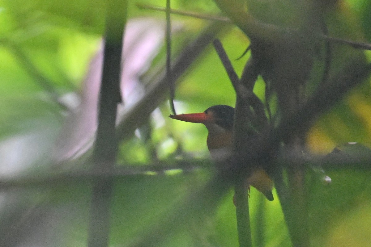 Moluccan Dwarf-Kingfisher - ML592858711