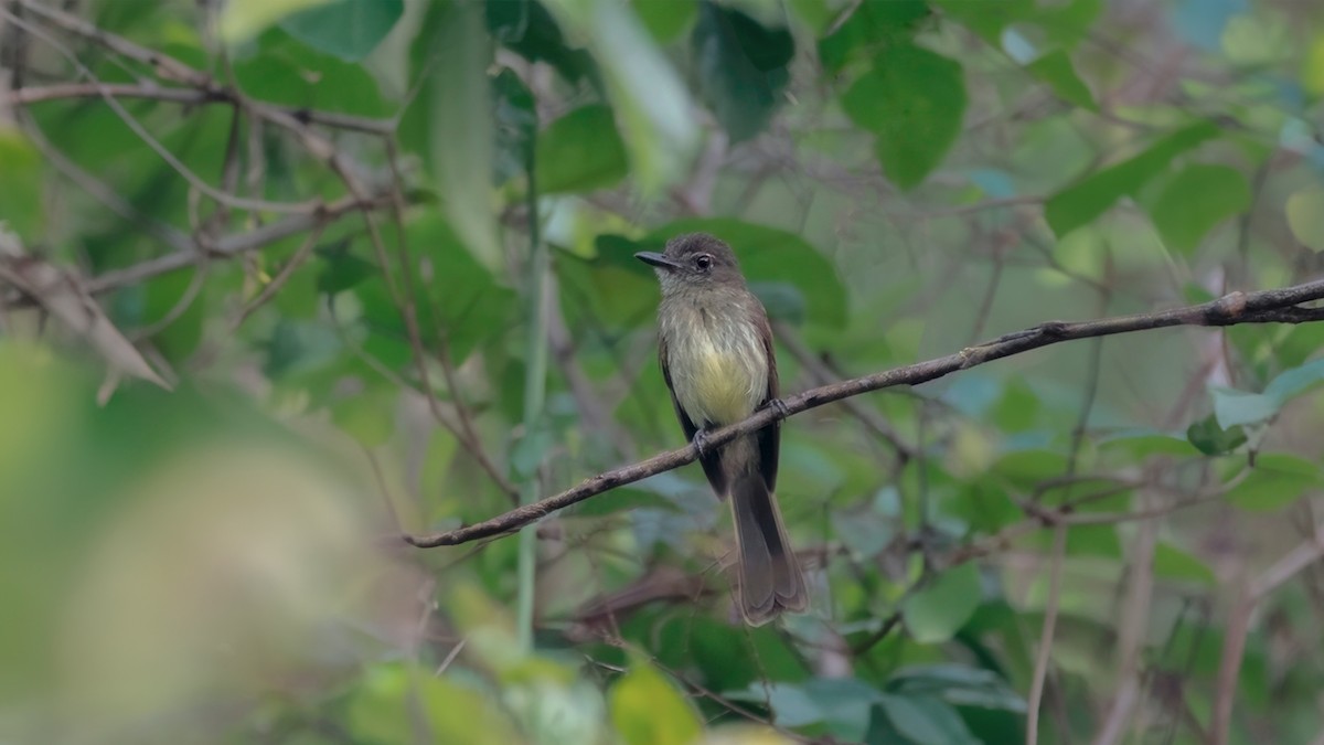 Dusky-tailed Flatbill - ML592858721