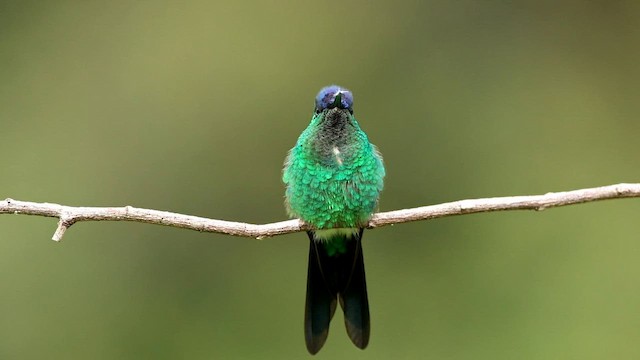 kolibřík fialovotemenný - ML592858811