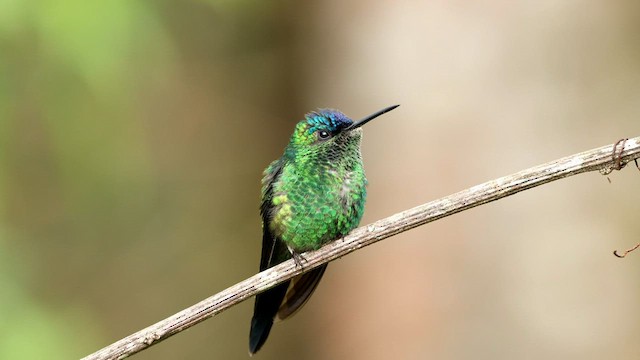 kolibřík fialovotemenný - ML592859221
