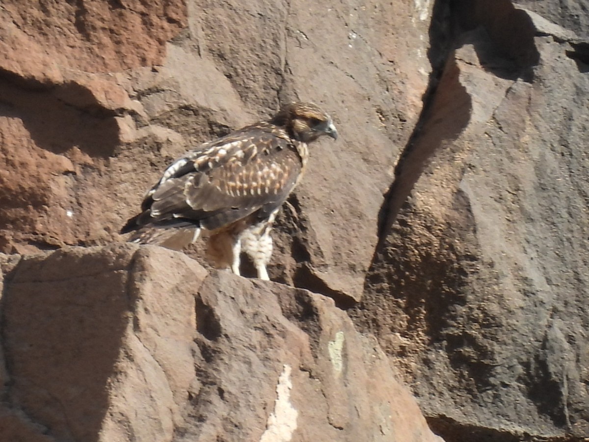 Red-tailed Hawk - ML592859611