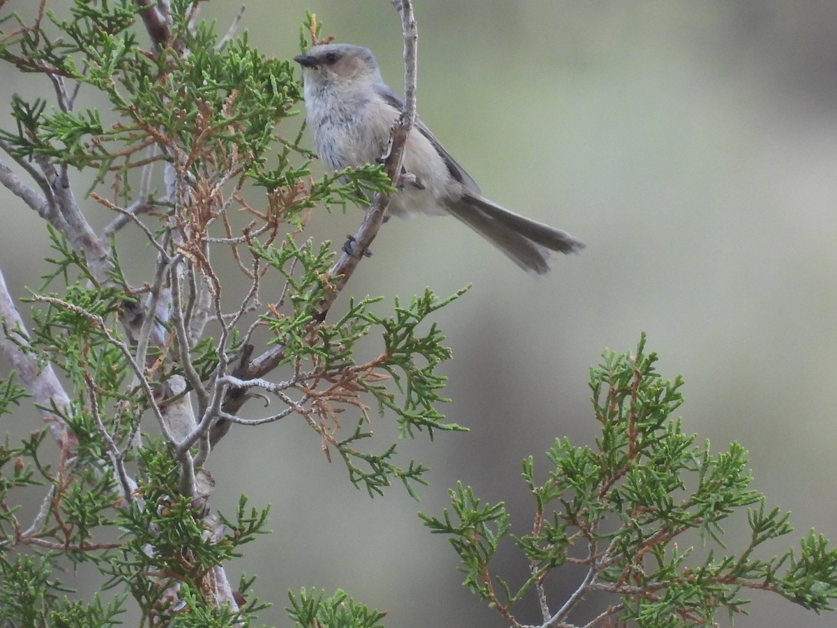 Bushtit - ML592859761