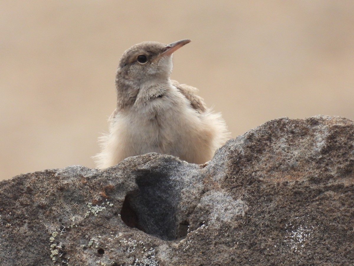 Troglodyte des rochers - ML592859801