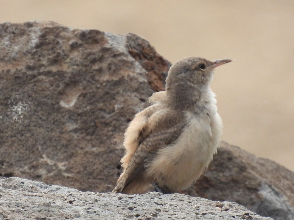 Rock Wren - ML592859861