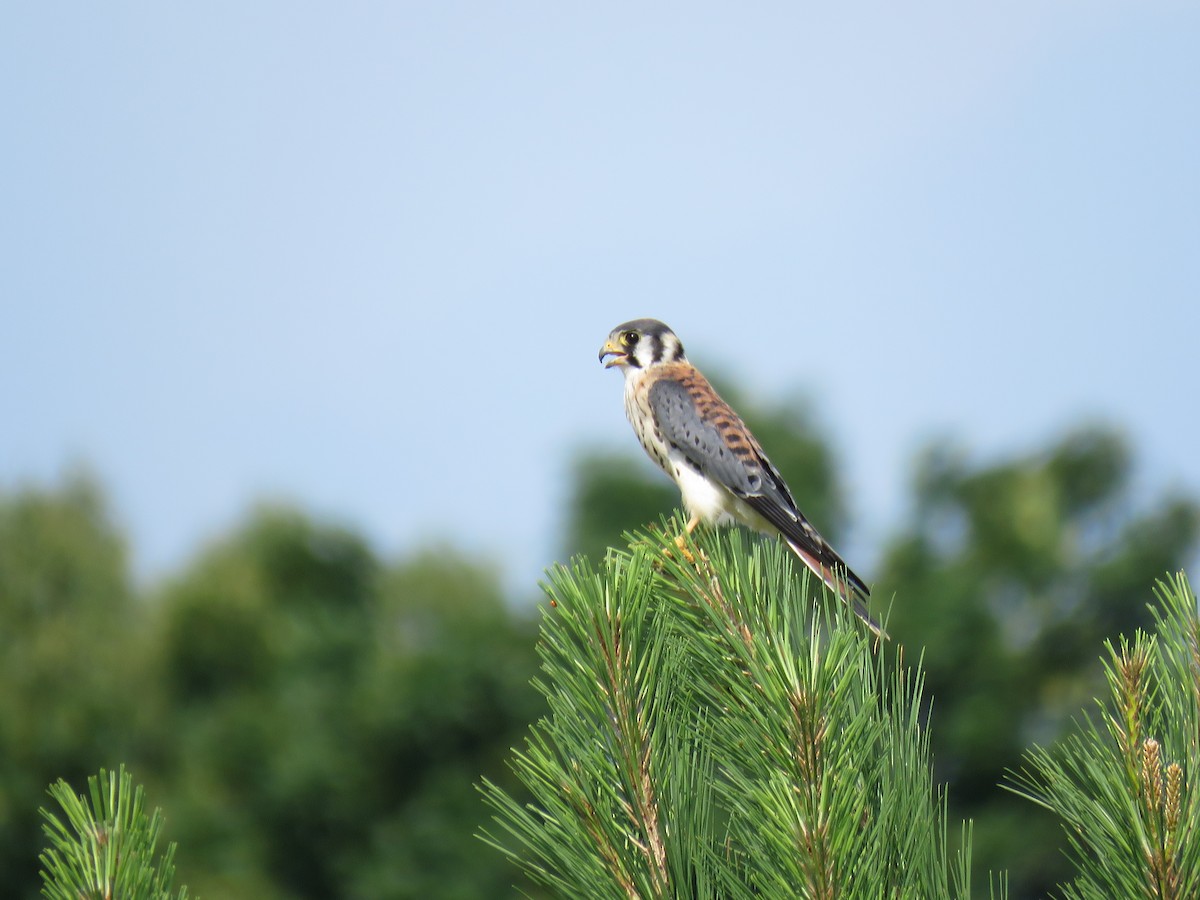 American Kestrel - ML592860171