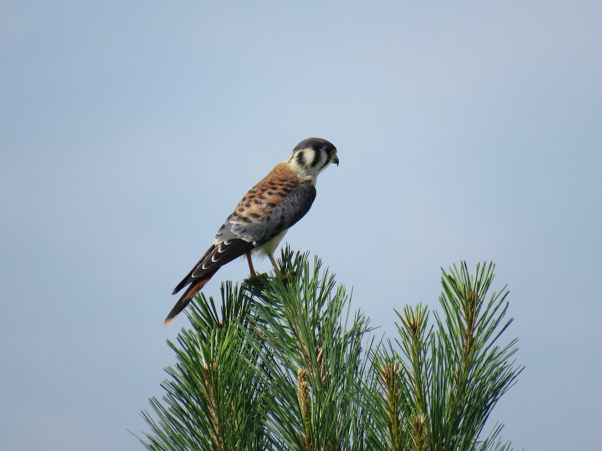 American Kestrel - ML592860181