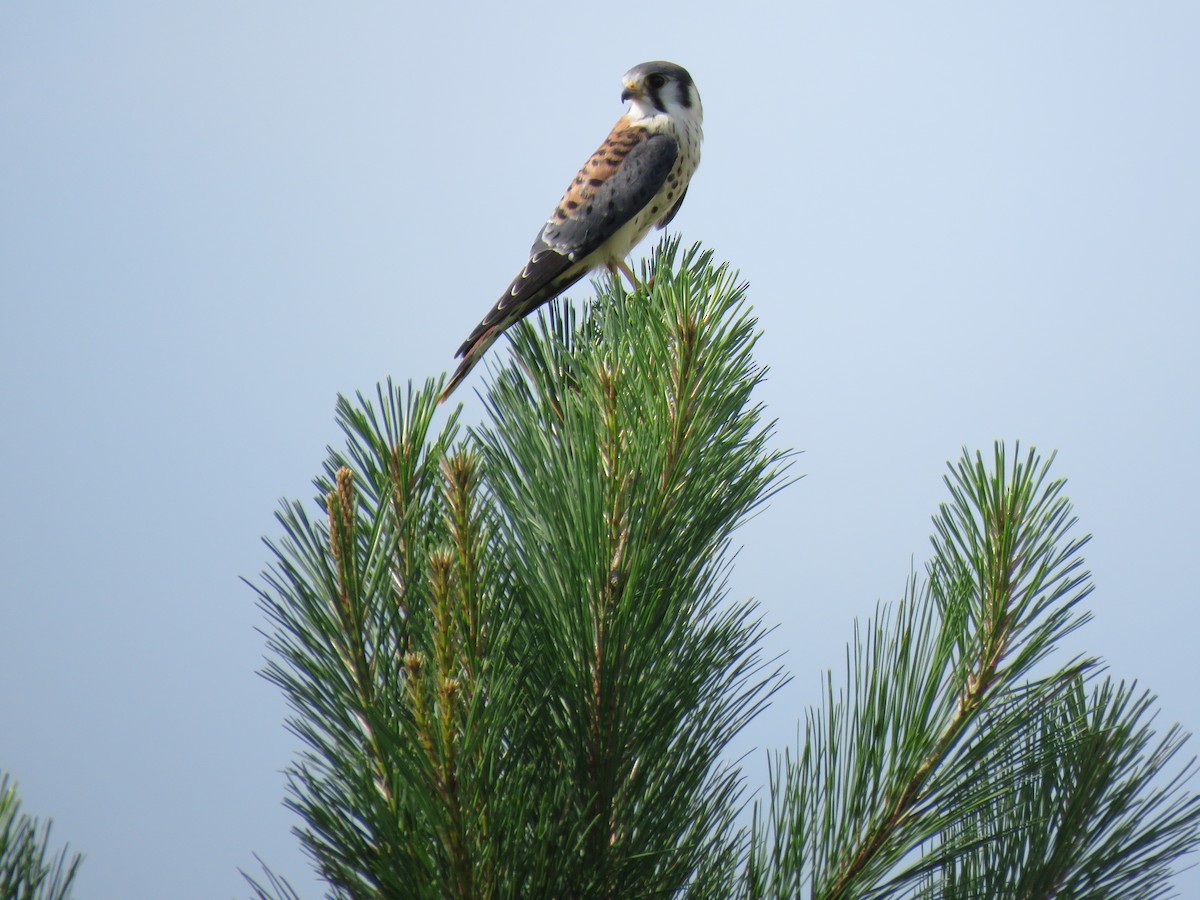 American Kestrel - ML592860191