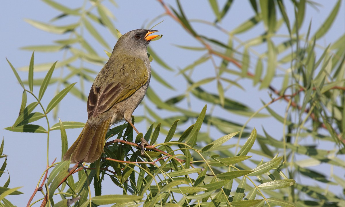 Great Pampa-Finch - ML592860251