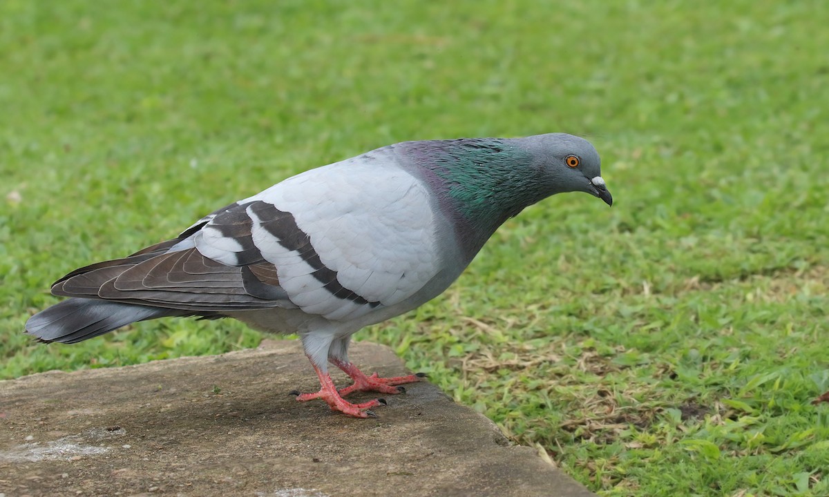 Rock Pigeon (Feral Pigeon) - ML592860391