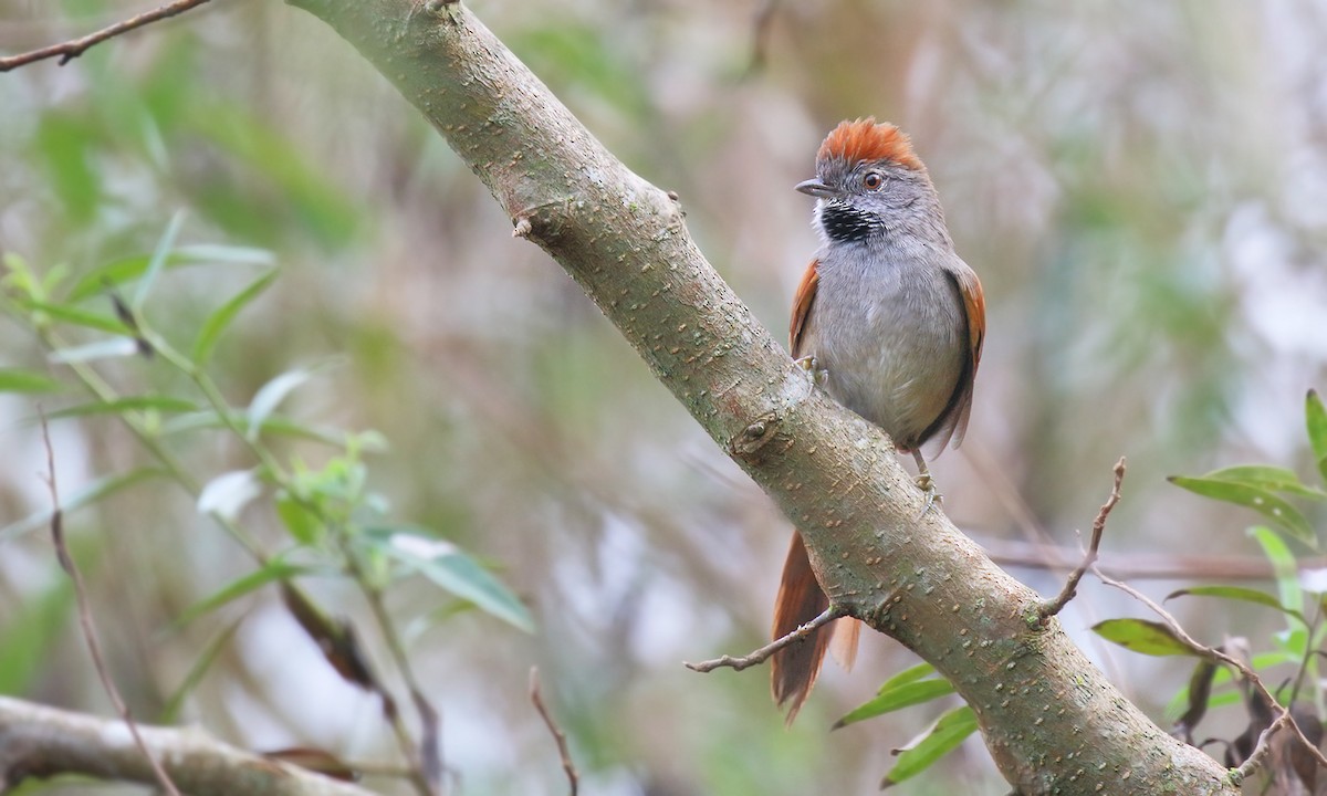Sooty-fronted Spinetail - ML592860591