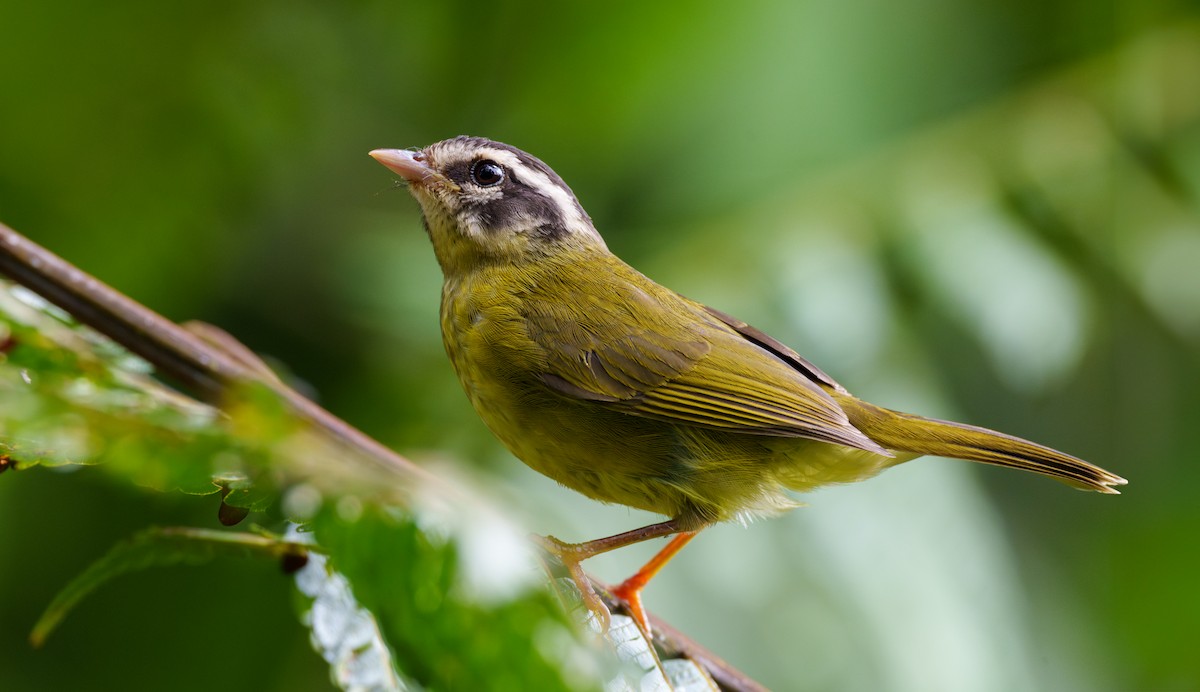 Three-striped Warbler - ML592860781