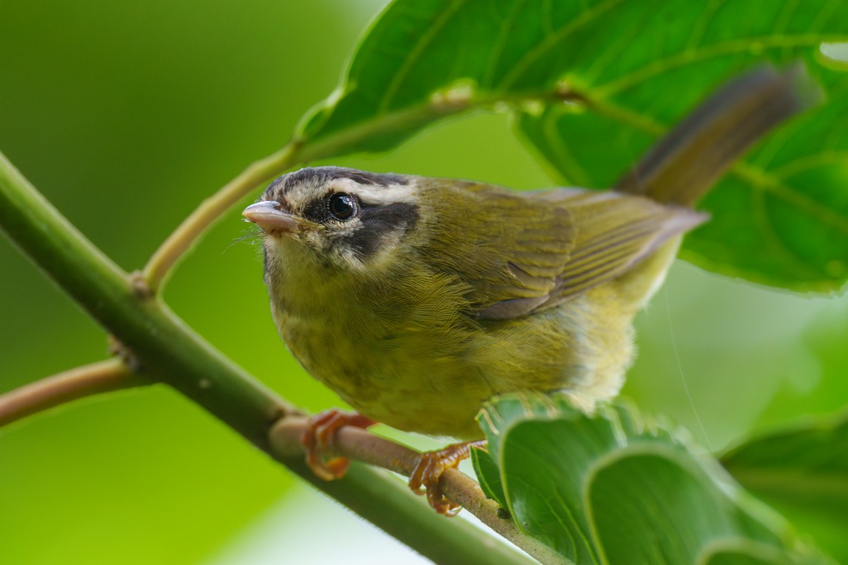 Three-striped Warbler - ML592860791