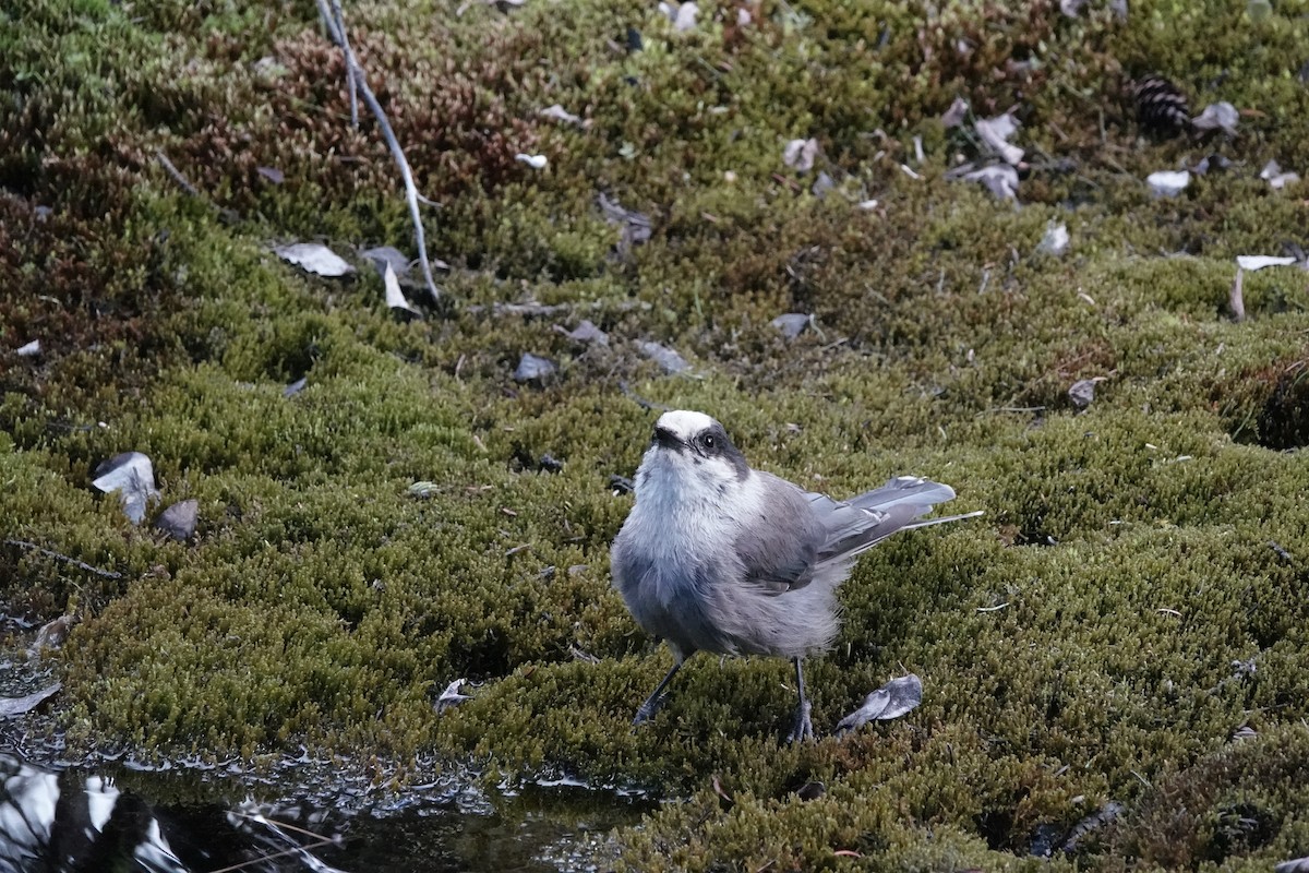 Canada Jay - ML592861761