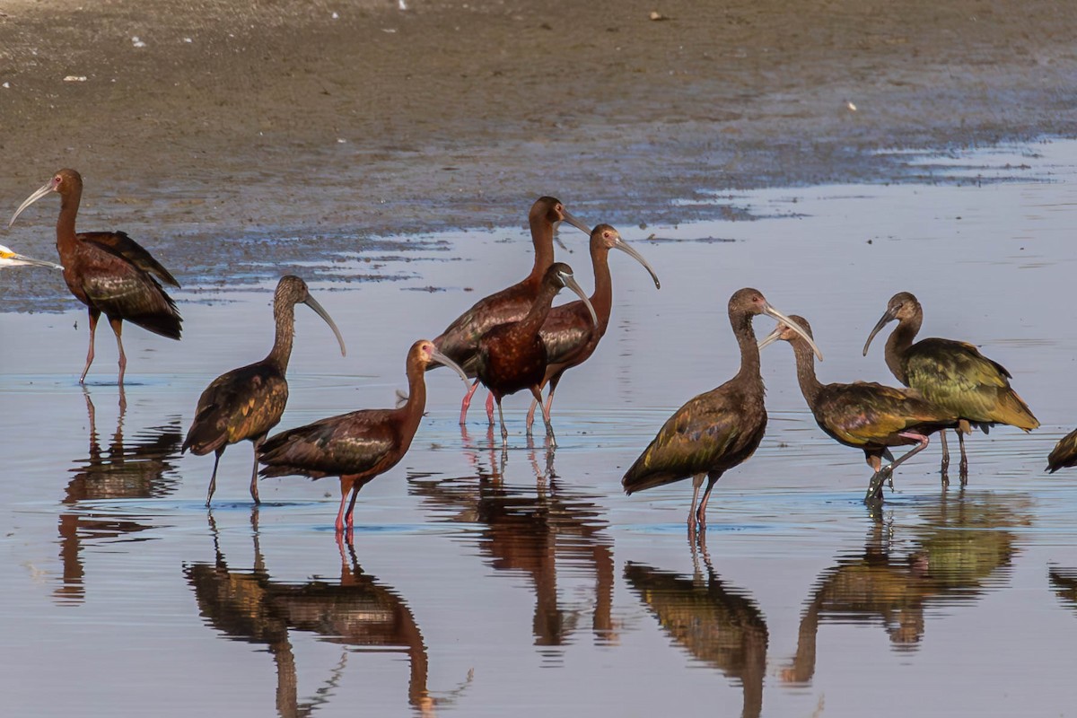 Glossy Ibis - ML592861791