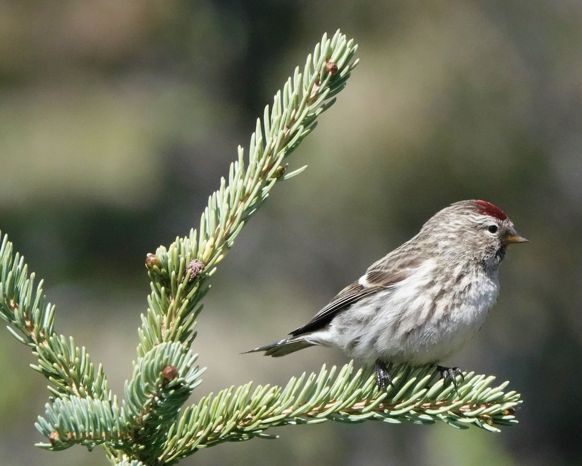 Common Redpoll - ML592862861