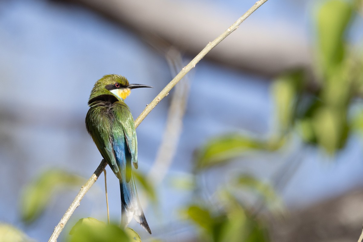 Swallow-tailed Bee-eater - ML592863281