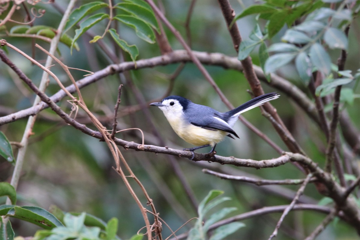 Creamy-bellied Gnatcatcher - ML592864061