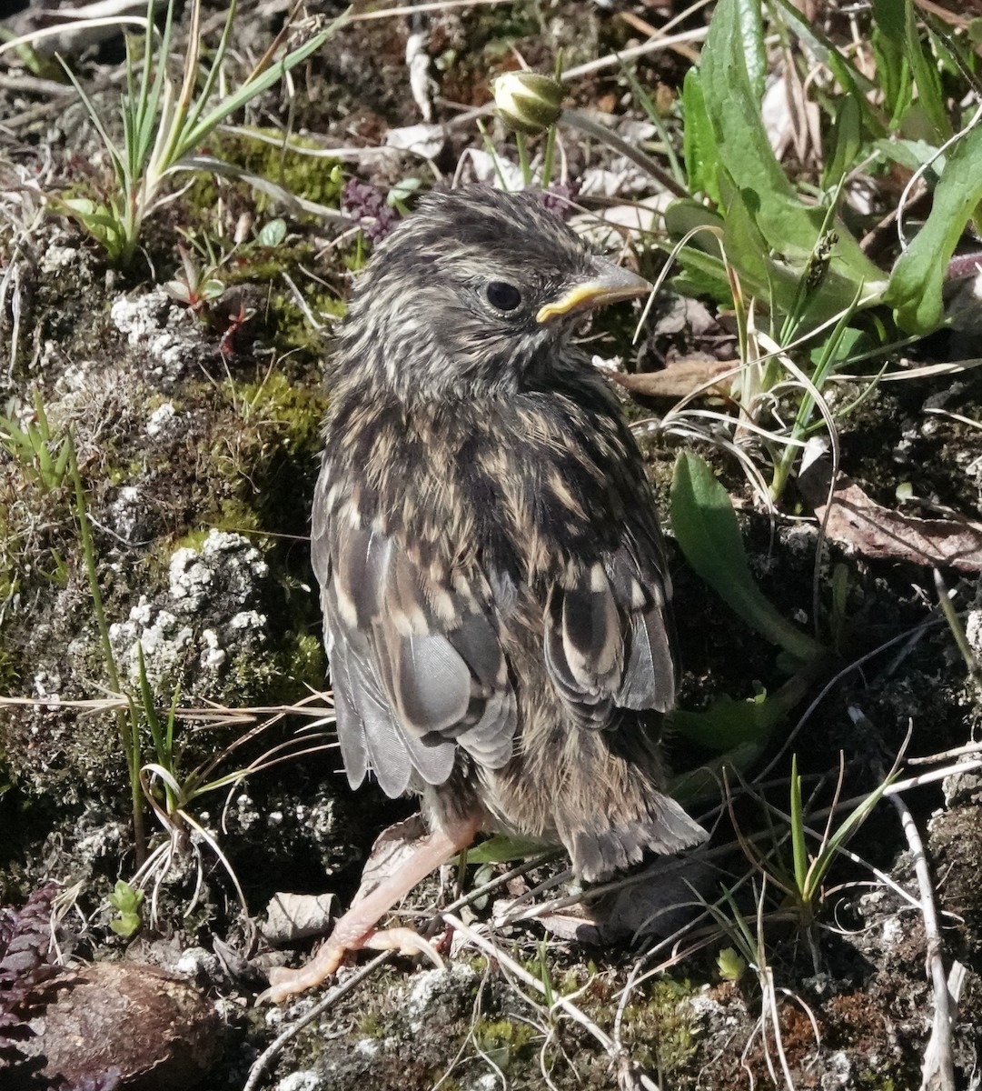 White-crowned Sparrow - ML592864931