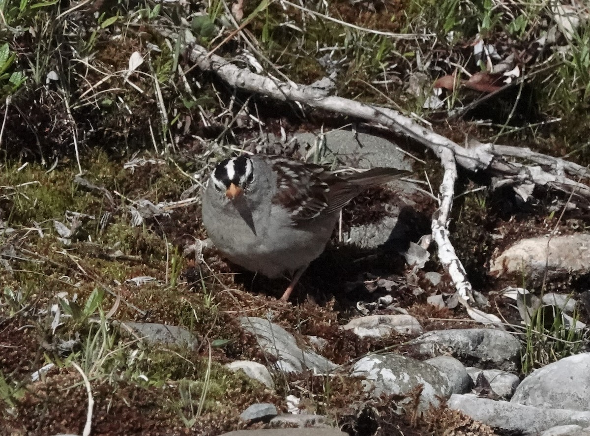 White-crowned Sparrow - ML592865351