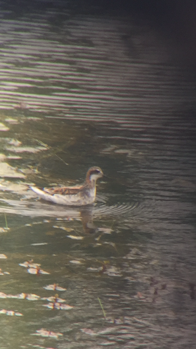 Red-necked Phalarope - Anthony V. Ciancimino