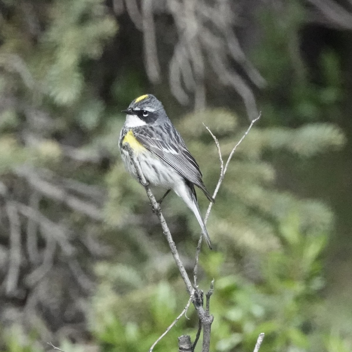 Yellow-rumped Warbler - ML592865771