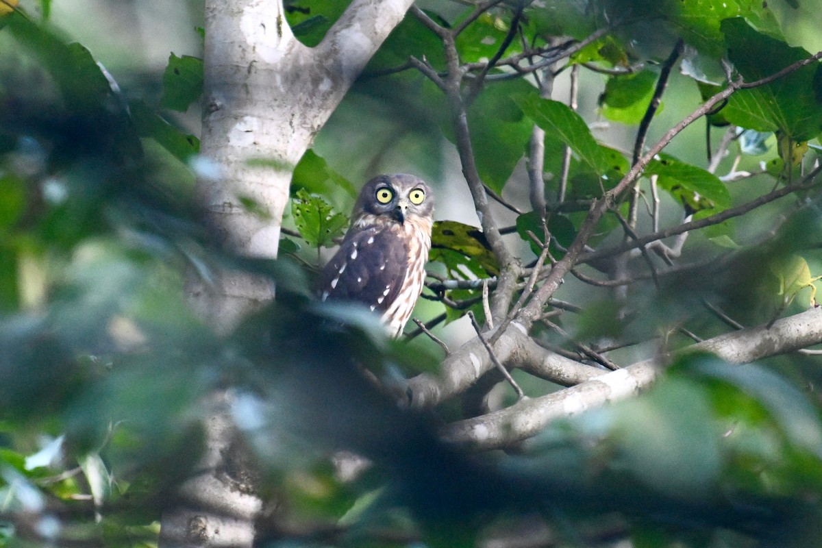 Halmahera Boobook - Ting-Wei (廷維) HUNG (洪)