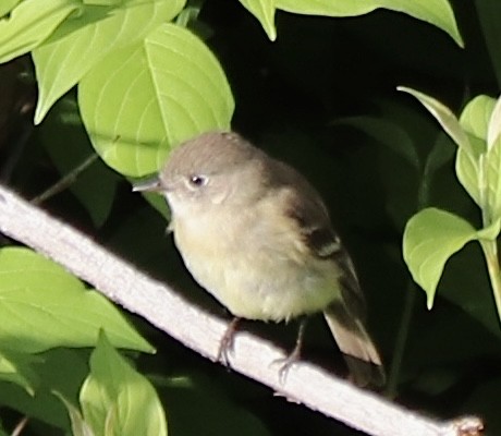 Dusky Flycatcher - ML592866731