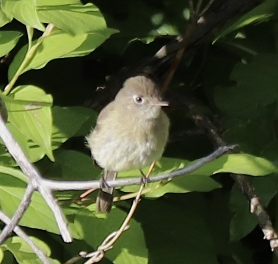 Dusky Flycatcher - ML592866741