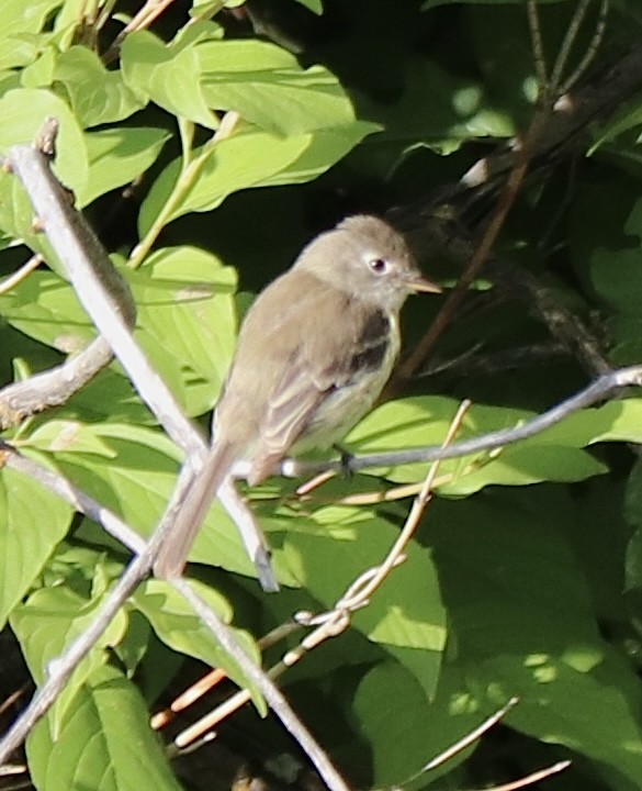 Dusky Flycatcher - ML592866751