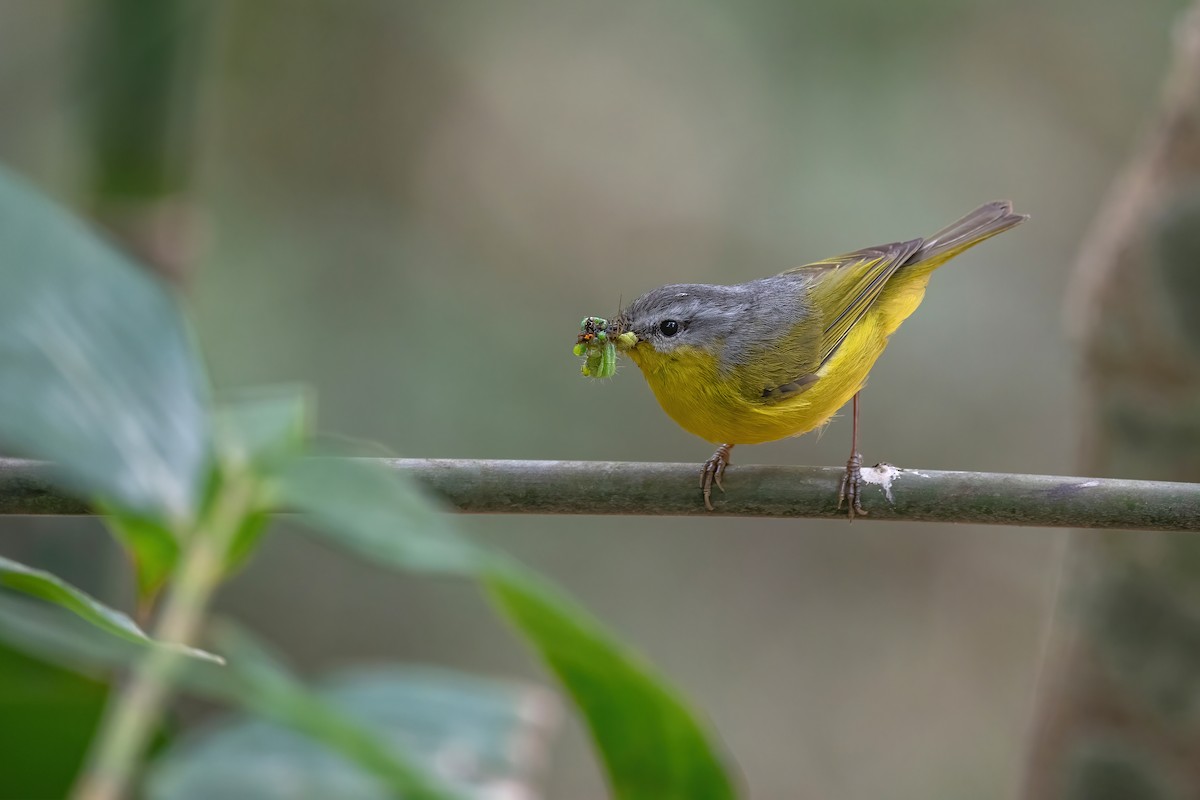 Gray-hooded Warbler - ML592866971