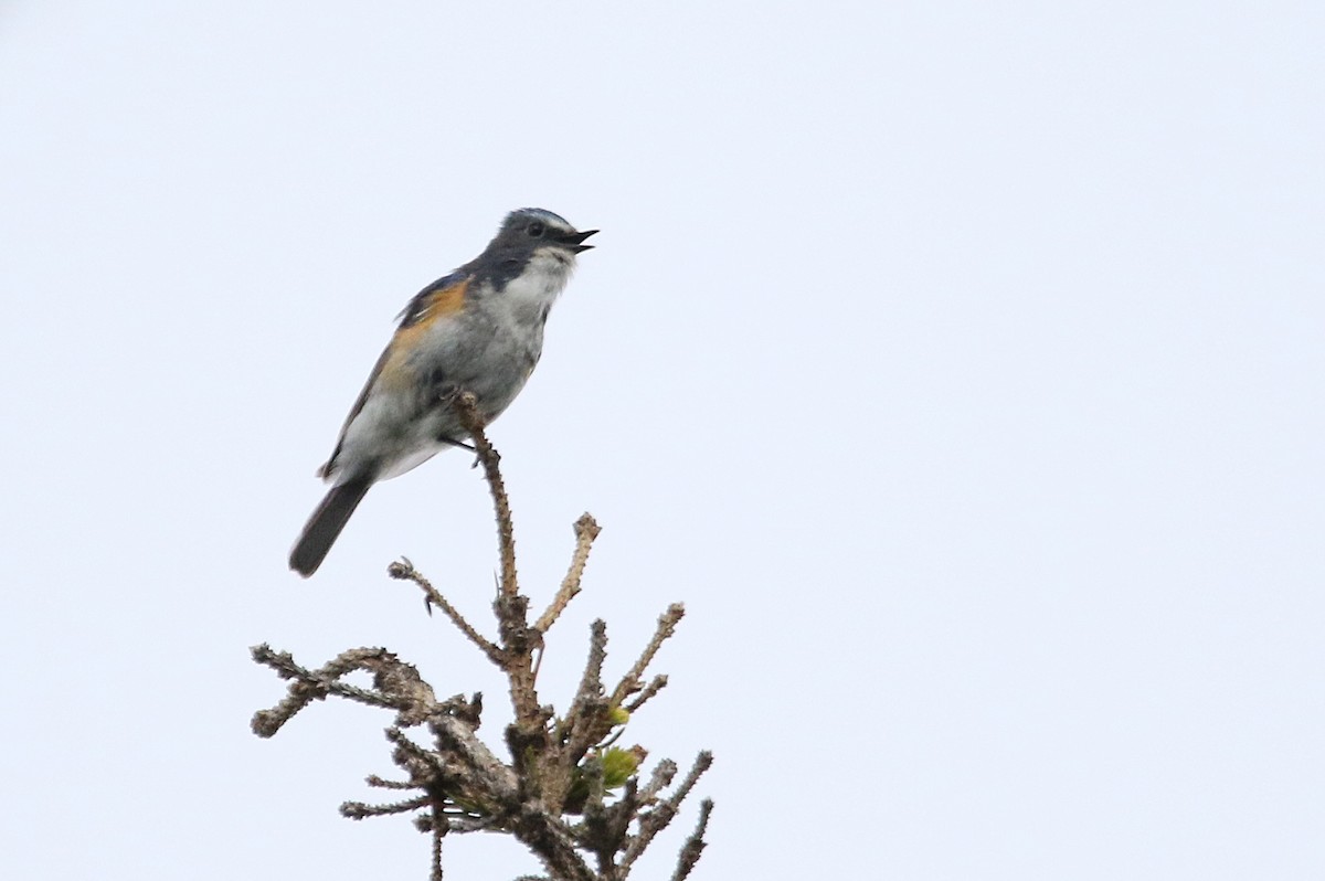 Red-flanked Bluetail - Zbigniew Kajzer