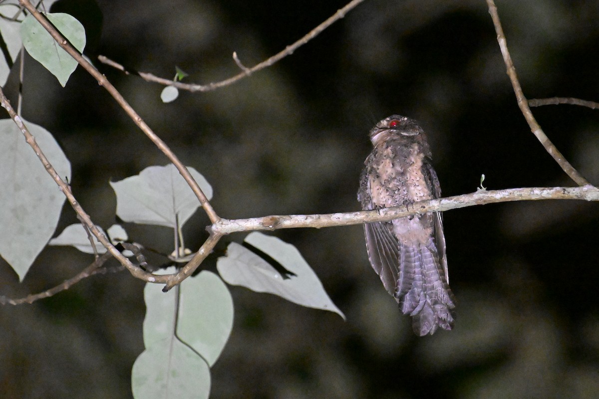 Moluccan Owlet-nightjar - Ting-Wei (廷維) HUNG (洪)