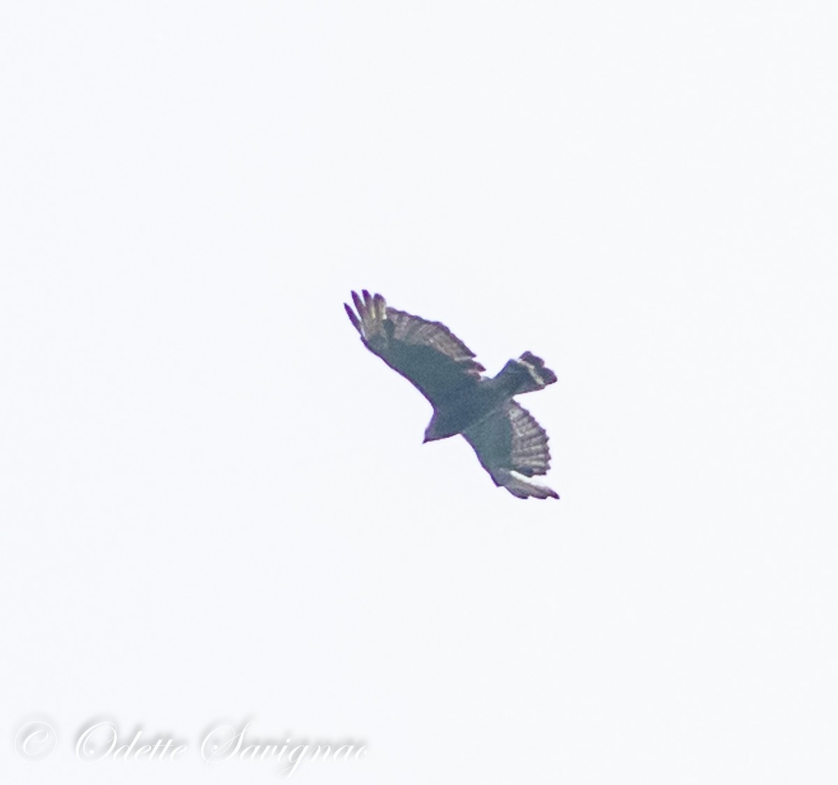 Broad-winged Hawk - ML592869531