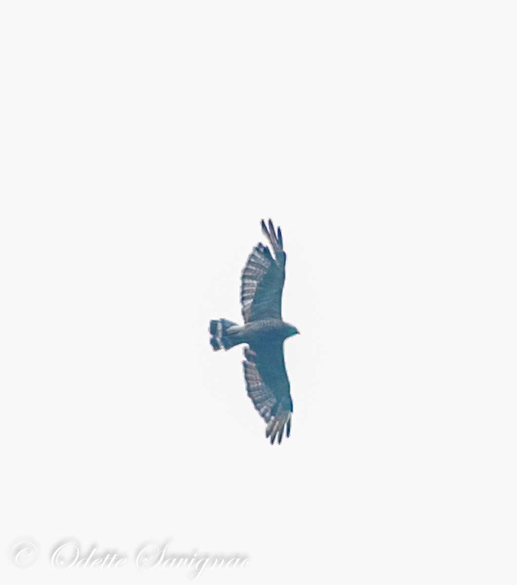 Broad-winged Hawk - ML592869551