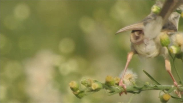 Prinia Delicada - ML592870371